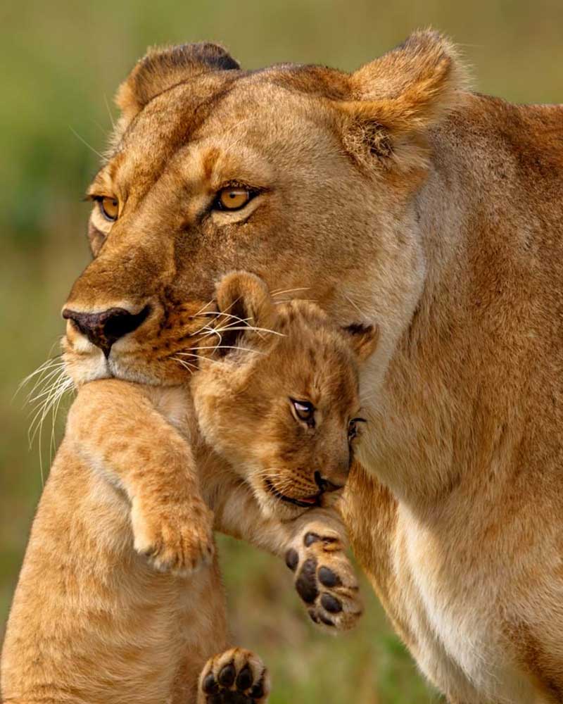 Lion Population Decrease